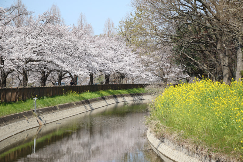 日本一”の桜回廊も！ さいたま市の桜は3月下旬～4月上旬が見ごろ