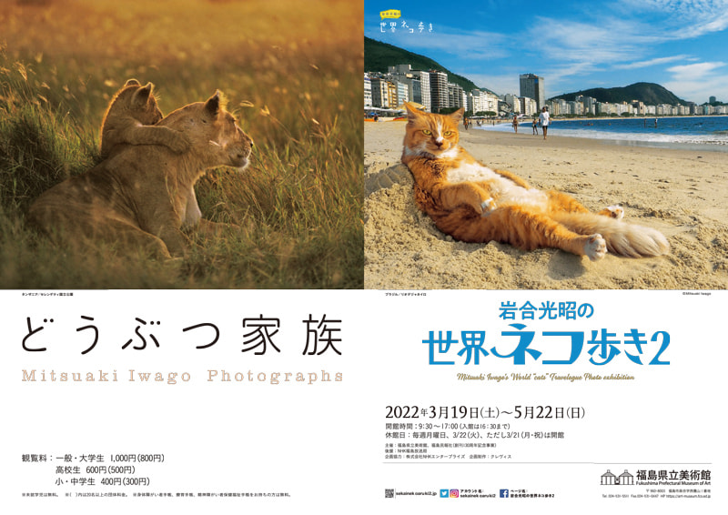 約260点を展示。福島県立美術館、写真展「岩合光昭の世界ネコ歩き2