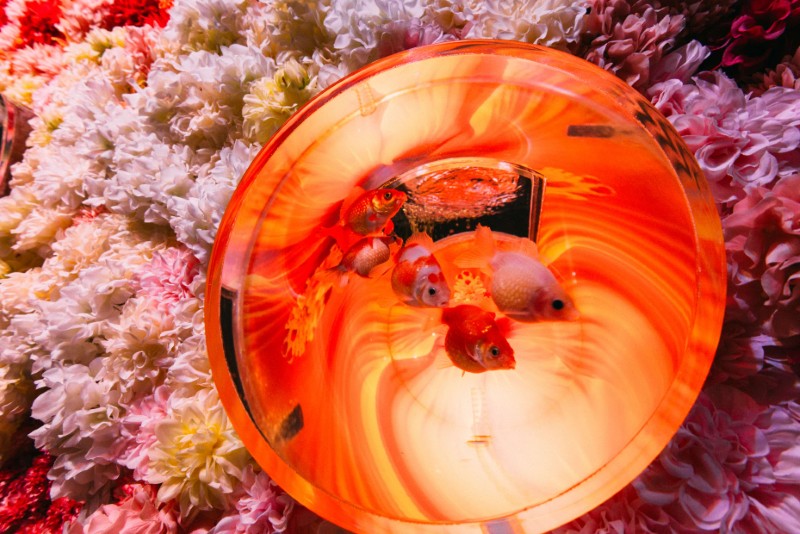 期間限定】1000匹の金魚と錦鯉が織り成すアクアリウムの祭典