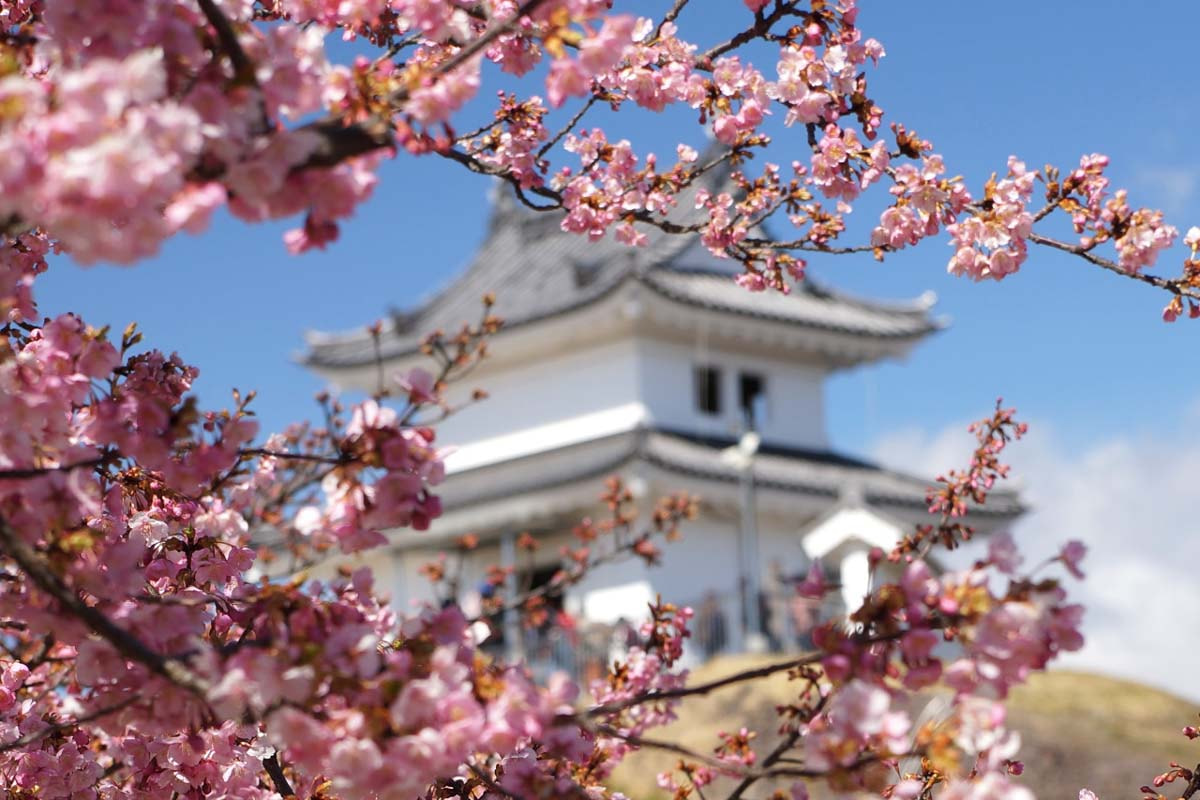 1200宇都宮城桜まつり2025-