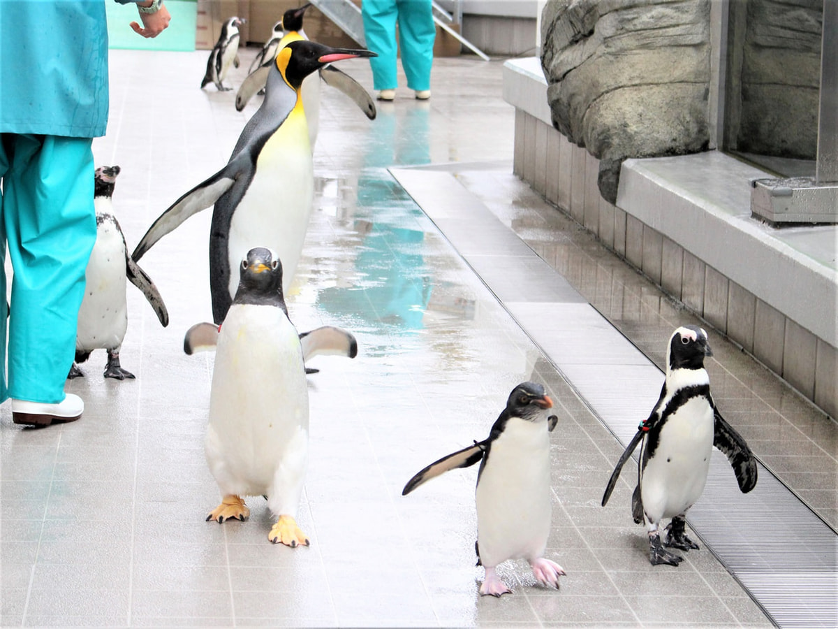 ➖牧場王様➖ボナベンチュラ　ペンギン 楽天市場】FRPアニマルオブジェ 巨大なキングペンギン置物 動物