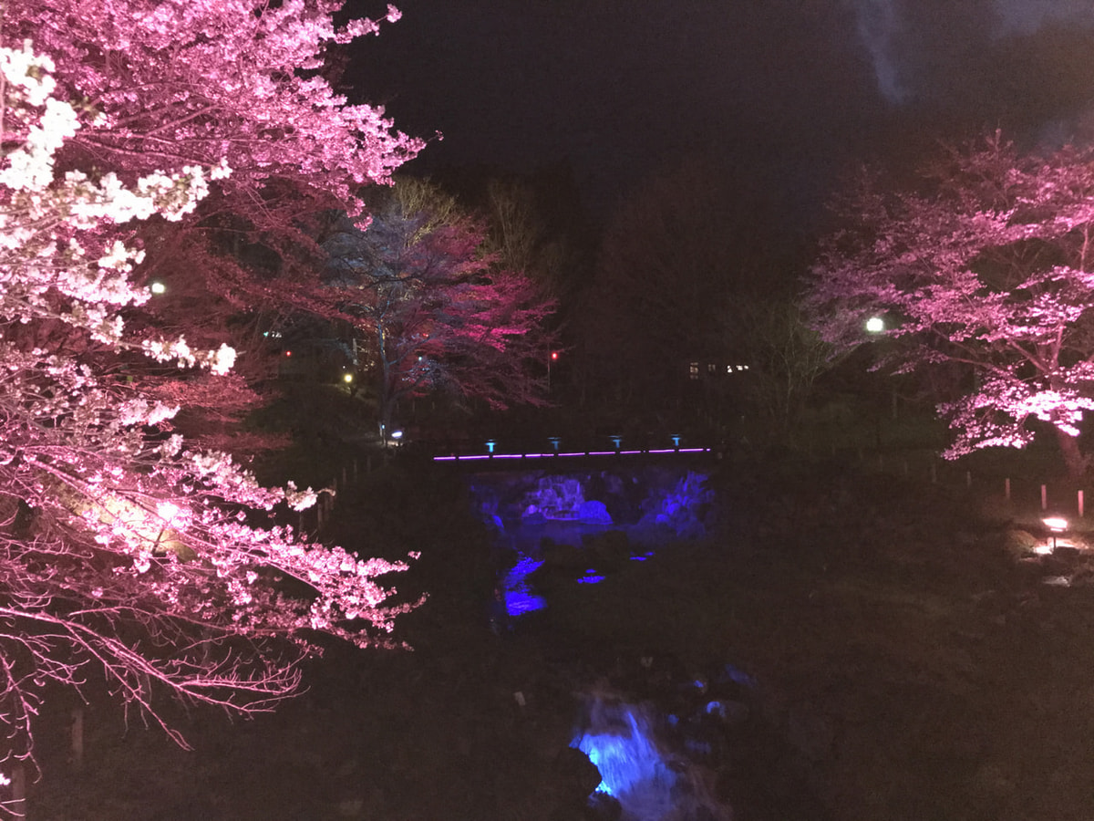 まだ間に合う！ 夜桜ライトアップが美しいみなかみ町でロマンチック