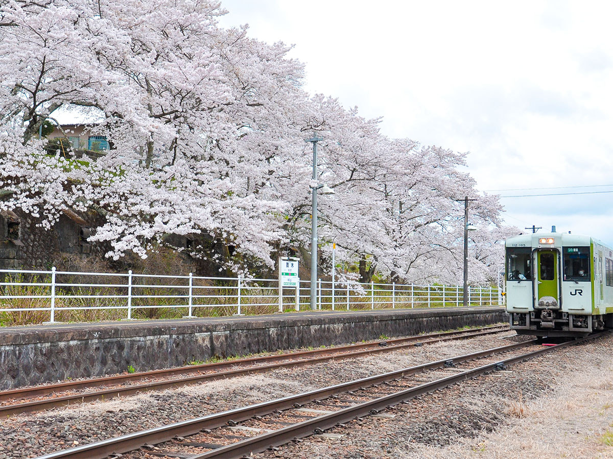 約1か月に渡って満開の桜を楽しめる郡山市でお花見三昧♪ | つなぐ旅