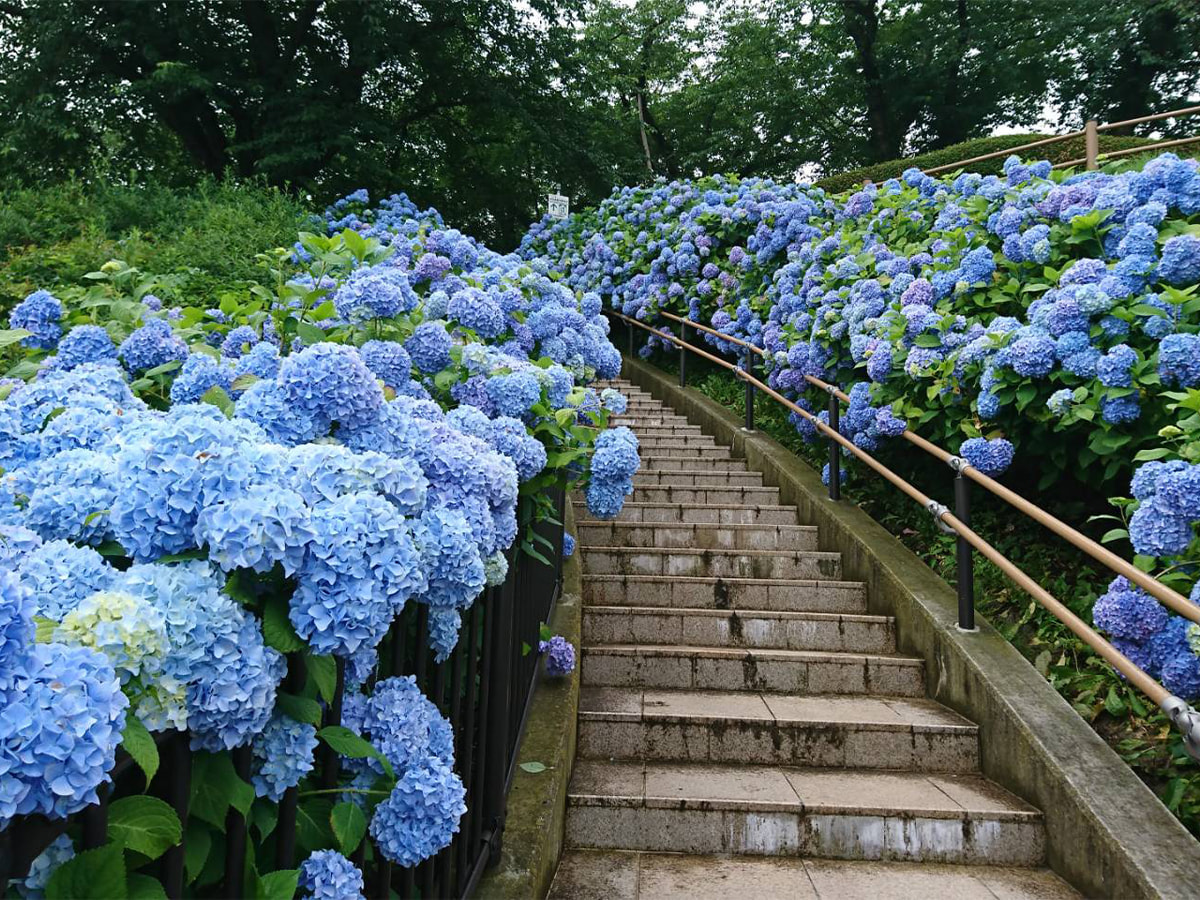 約500株のアジサイがブルーの花道を作り上げる八戸市の絶景公園