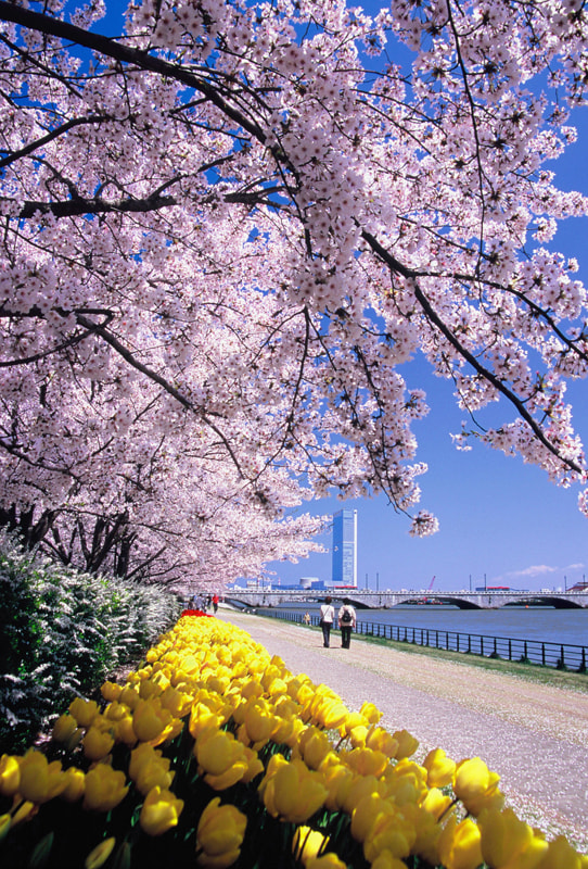 水辺を華やかに彩る新潟市の桜。見ごろは4月上旬ごろ | つなぐ旅