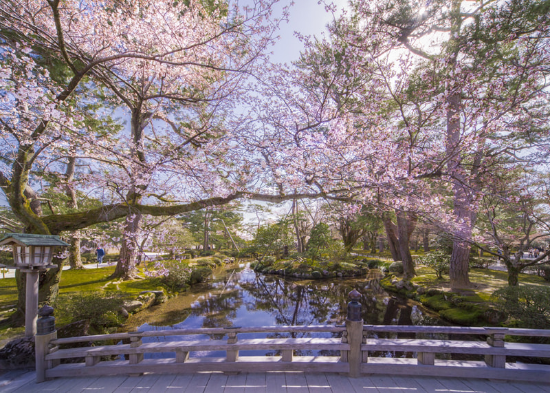 見ごろは4月上旬。百万石の城下町、金沢市が満開の桜でドレスアップ