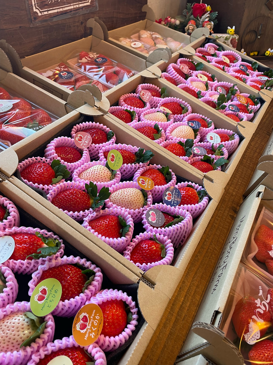 イチゴ狩りに直売所、イチゴスイーツ専門店…♪ 小山市で話題のイチゴ