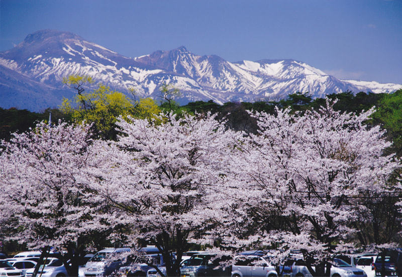 保存版 那須今昔写真帖 ★2009年 発行/ 写真集 風景写真 ふるさと 栃木県 県内有数の名所「黒磯公園」も見逃せない那須塩原市の桜。例年の見ごろ
