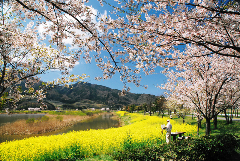 水辺を華やかに彩る新潟市の桜。見ごろは4月上旬ごろ | つなぐ旅