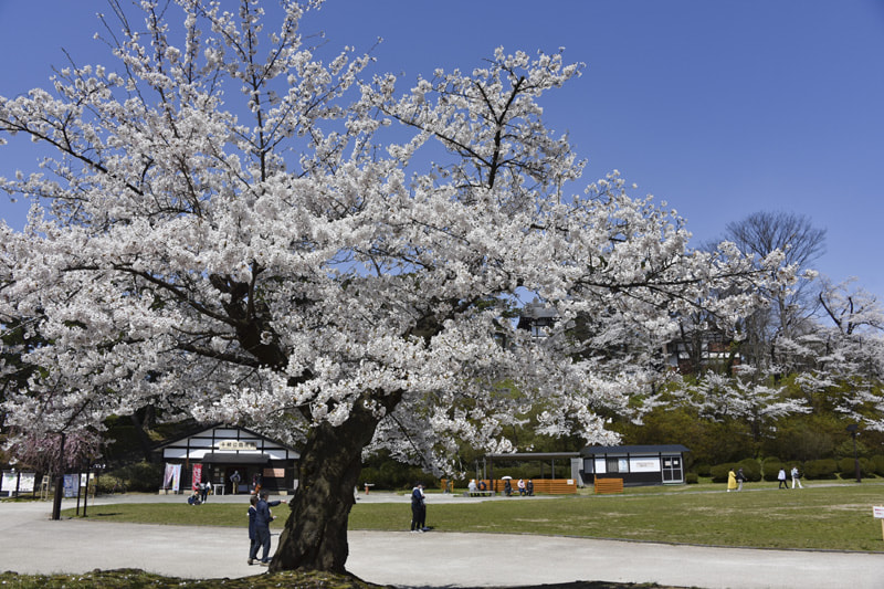 例年の見ごろは4月中旬～下旬。周辺散歩も楽しい県内有数の桜の名所