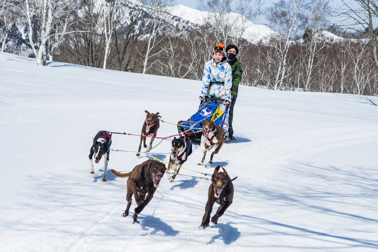 犬ぞり体験、スノーシュー。みなかみ町で冬のアクティビティを満喫