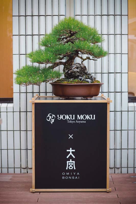 大宮盆栽村開村100周年、ヨックモック青山本店にて「大宮盆栽」の