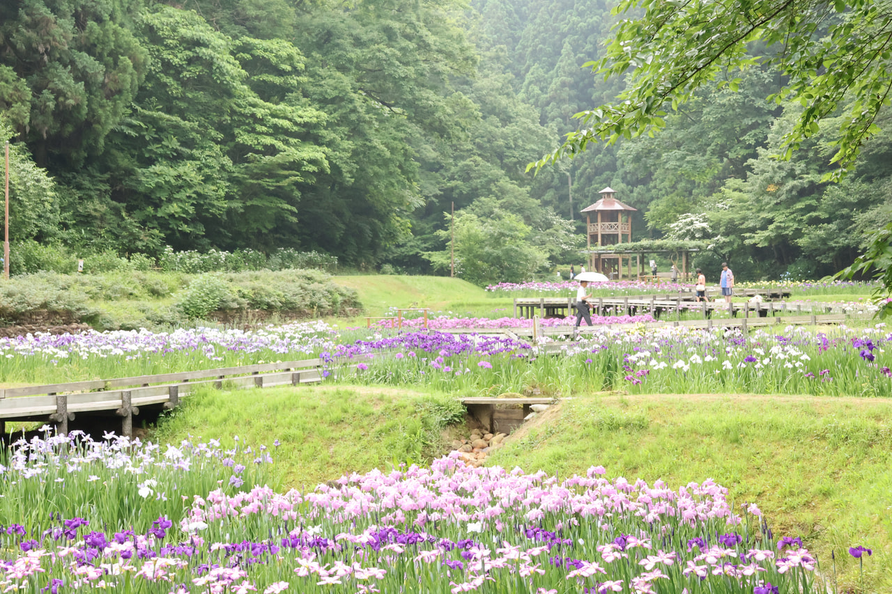 花菖蒲の公園で夜まで待つと何が起こる？ | つなぐ旅〜東日本〜 ひがし